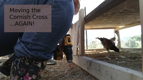 Moving the Cornish Cross into a bigger coop