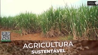 Quer mais enraizamento e produtividade na cana de açúcar?com SH-24 da Lottus Biosoluções vc consegue