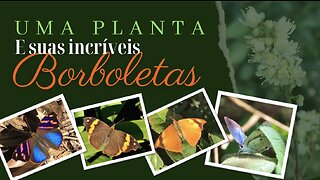 Cipó-timbó-açú e suas incríveis borboletas!