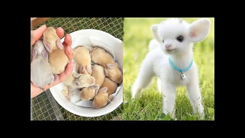 AWW SO CUTE! Cutest baby animals Videos Compilation Cute moment of the Animals - Cutest Animals