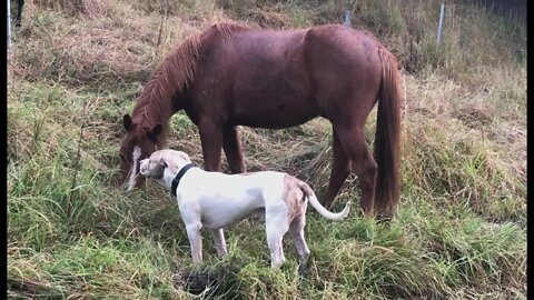Henry the dog thinks he's a horse. He was nibbling at the grass with Banjo