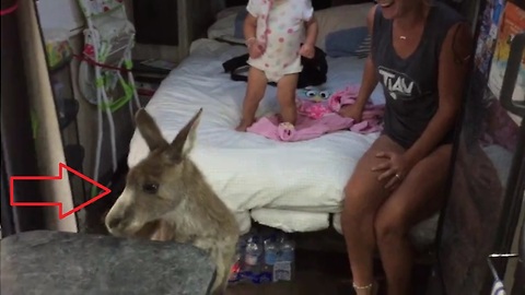 Friendly kangaroo hops in family's caravan, refuses to leave