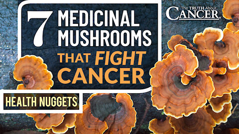 The Truth About Cancer: Health Nugget 2 - 7 Medicinal Mushrooms That Fight Cancer