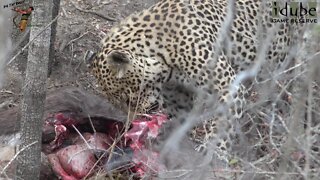 Male Leopard Feeds On A Nyala Bull