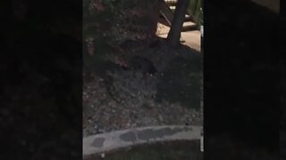 Nighttime cat sighting