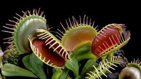 BEAUTIFUL NATURE-Dangerous Plants -Venus flytrap - Scientific Name:-Dionaea muscipula