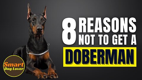 8 Reasons Why You SHOULD NOT Get a Doberman Pinscher | Dog Training Program