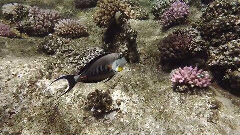 Wonderful underwater world of coral reef