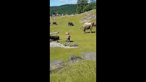cute baby elephant trips while playing with birds