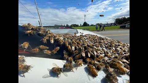 Bee Alert: The Great Burlington Bee Spill
