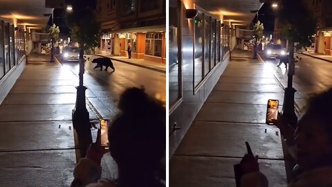 Wild bear goes on casual stroll through streets of Juneau