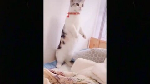 OMG So Cute Cats ♥ Best Funny Cat Videos 2021