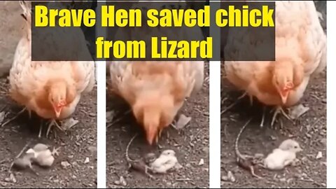 Brave Hen Defends chick from Lizard | Hen saved chick from Lizard