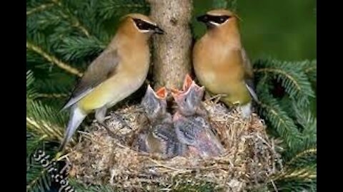 The happiness of birds in its nest