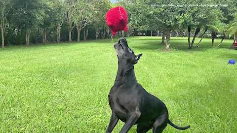 Great Dane Has Fun Pouncing And Bouncing With Her Toy
