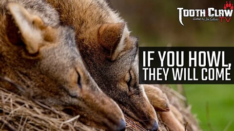 If You Howl, They Will Come - Coyote Hunting