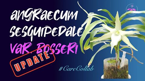 Angraecum sesquipedale var. Bosseri UPDATE #CareCollab Season 2021
