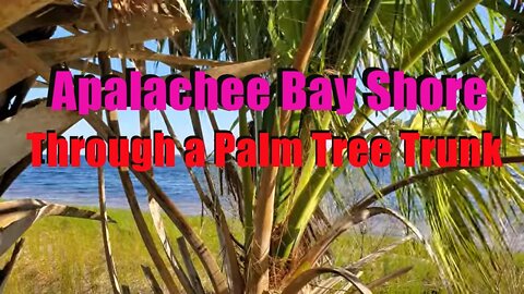 Apalachee Bay Shore through a Palm Tree Trunk