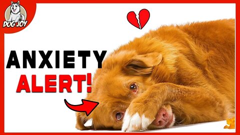 Top 10 Dog Breeds that Suffer from Separation Anxiety