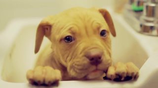 Pit Bull puppy receives her first bath at new home