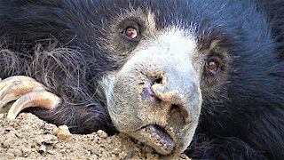Rescued dancing sloth bear now enjoys the peaceful life at beautiful sanctuary