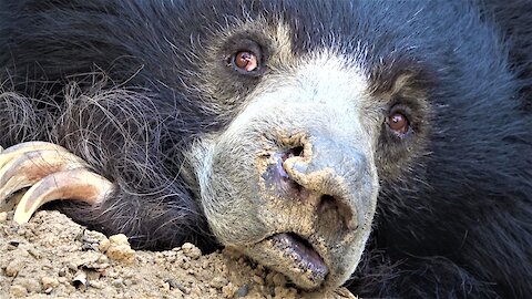 Rescued dancing sloth bear now enjoys the peaceful life at beautiful sanctuary