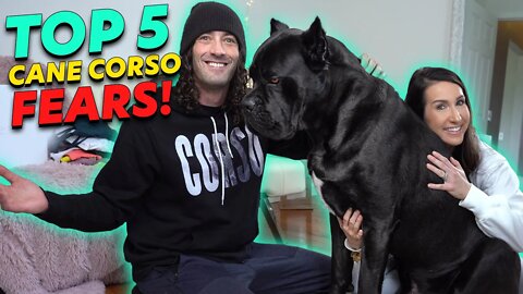 Top 5 Cane Corso FEARS When Getting One