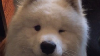 Super smooth Samoyed winks for the camera