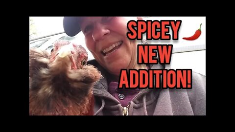 Spicey New Addition - Ann's Tiny Life and Homestead