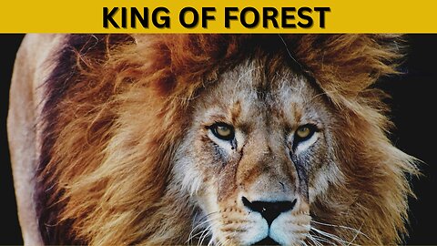 The Real King Of Forest?