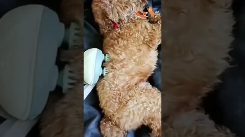 the cutest dogy having rest - Cute puppies Videos Compilation #201 | Pets and Wild #puppies #dogs