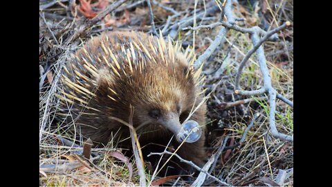 Tasmania Echidna