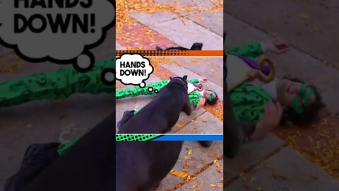 Cane Corso TAKES DOWN Criminal #shorts #viral