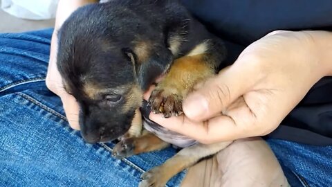 OMG A lot of Ticks and Fleas on Small puppy, Lady remove ticks gently
