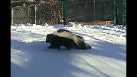 Game Cam - Skunk #1