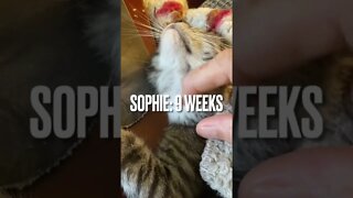 Cute kitten Sophie purrs so loud!