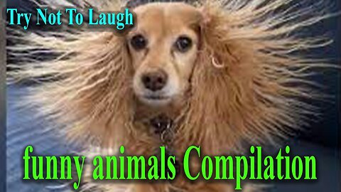 Try Not Laugh .. Camel . Goats, dogs, , hens, monkeys funny animals Compilation