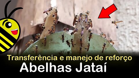 Transferência de Abelha Jataí da isca para a caixa INPA