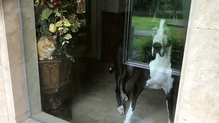Great Dane and Cat Watch Cat Enjoy a Shower