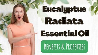 Eucalyptus Radiata Essential Oil - The hidden gem of the plant world.