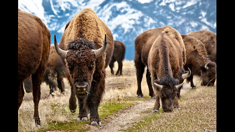 Bison: Guardians of the Grasslands