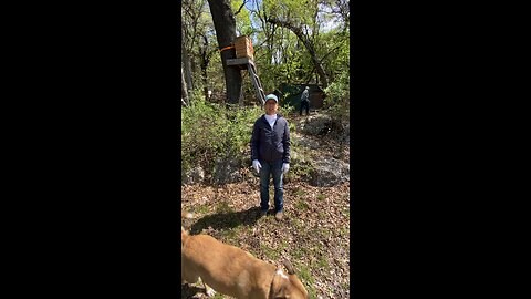 Perfect bee house spot! In an old deer stand.