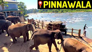 Elephant Hotel in Pinnawala - Sri Lanka