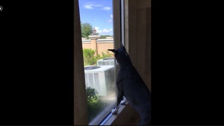 Funny Great Dane Squirrel Watches in the Shower
