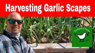 Harvesting Scapes from Hardneck Garlic