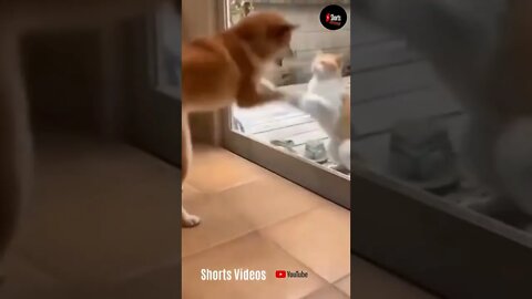 Cats and Dogs Fighting Very Funny Try Not To Laugh shorts-2