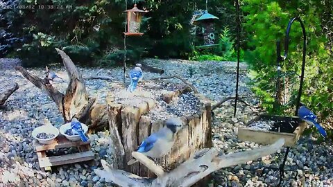It's a Wild Blue Jay Party!