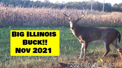 Big Illinois buck self filmed 2021-Ravin R20 crossbow & Southern Illinois land BBD!