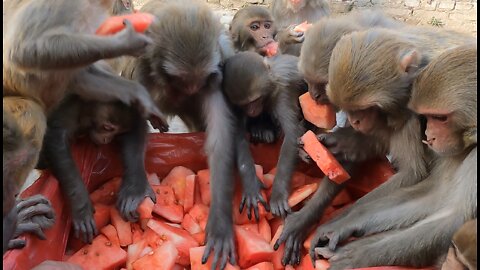 Feeding Caring and helping of wild monkey