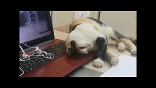 Funny Cat Using Laptop acting Strange